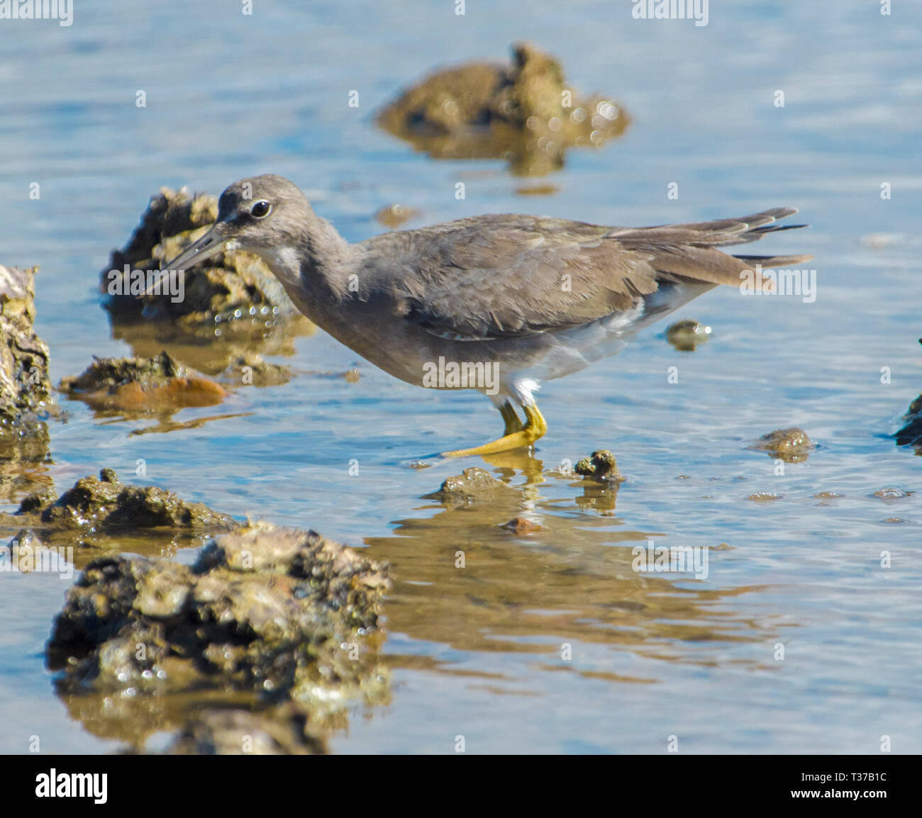 Grau-tailed/Polynesischen tattler Tringa brevipes, waten und im seichten Wasser unter den Felsen am Strand in der Stadt 1770 Queensland Australien wider Stockfoto