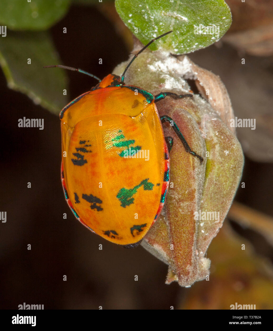 Vivid orange Harlequin Wanze, Tectocoris diophthalmus, mit grünen Flecken, auf Saatgut pod der Hibiskus Baum in Australien Stockfoto