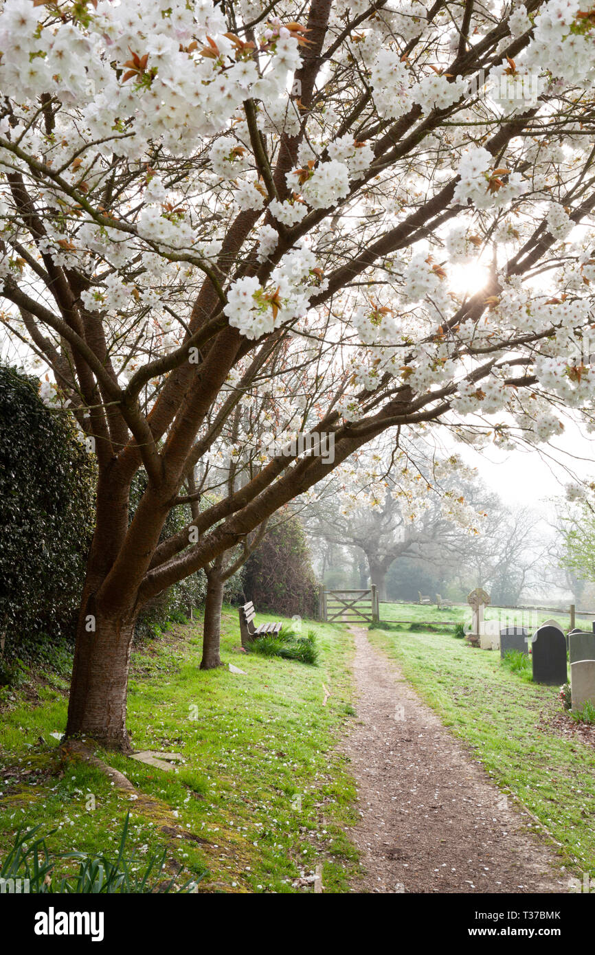 Weiße Blüte Baum und Pfad thtrough Kirchhof im Morgennebel, Burwash, East Sussex, England, Vereinigtes Königreich, Europa Stockfoto