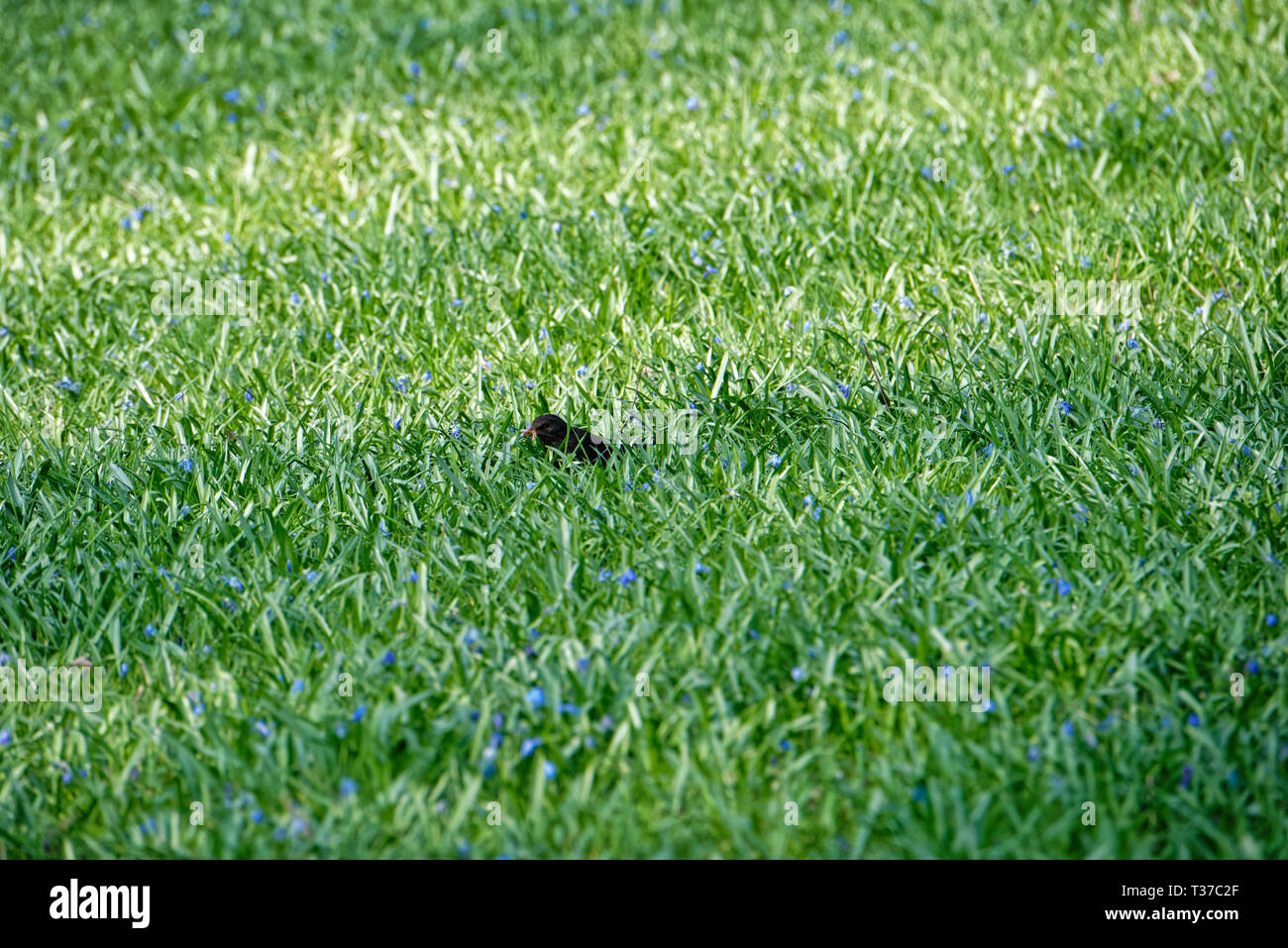 Scilla Blütenfest Das Blaue Wunder mit dem Lindener Berg Stockfoto