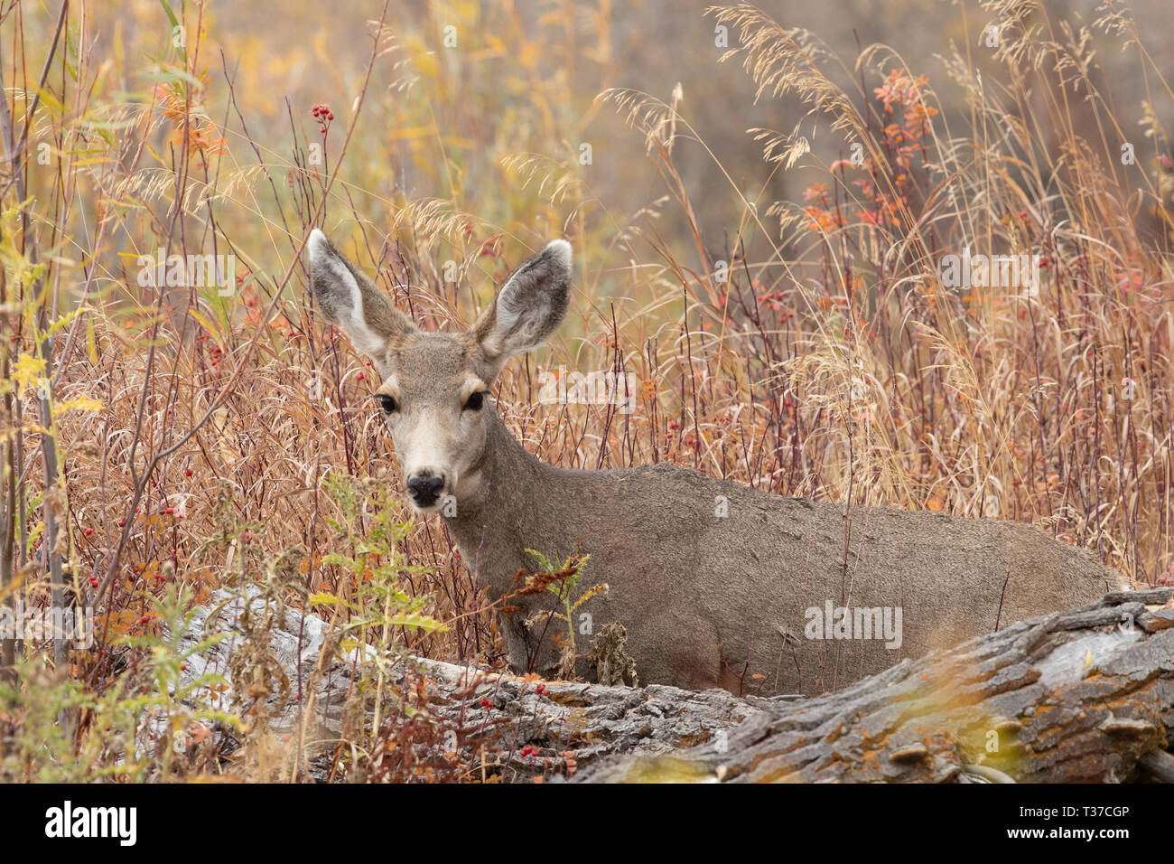 Junge Hirsch hinter mit Gebüsch im Hintergrund anmelden Stockfoto