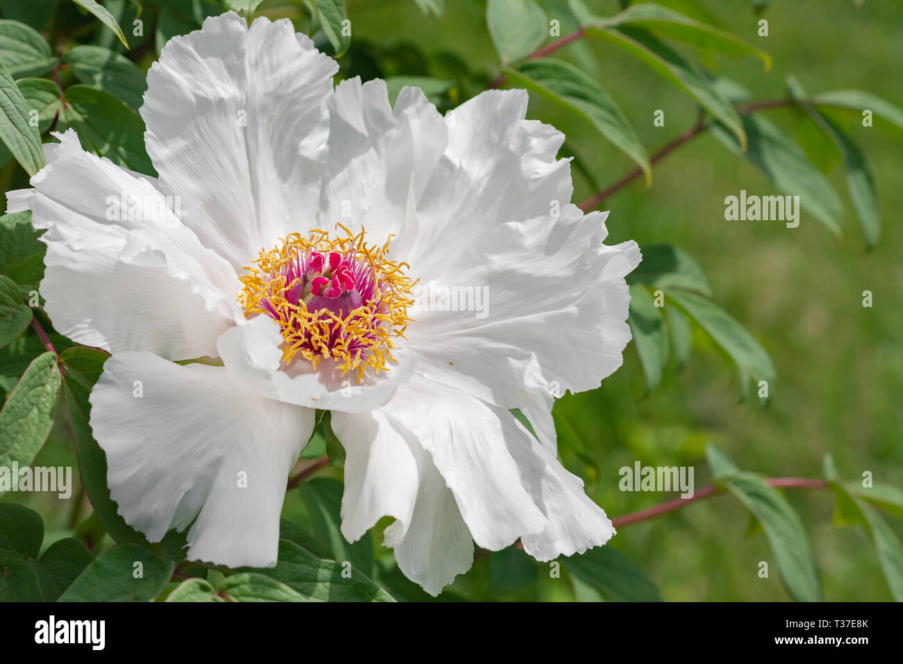 Schöne single Form weiße Pfingstrose tierisch darauf in einem Garten. Stockfoto