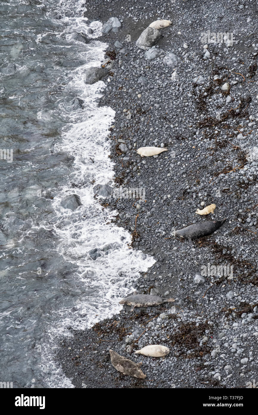 Pembrokeshire, Wales, UK. Graue Dichtungen und ihre Welpen schlafend auf die Küste von Pembrokeshire Coastal Path an Pwllcrochan Strand gesehen Stockfoto