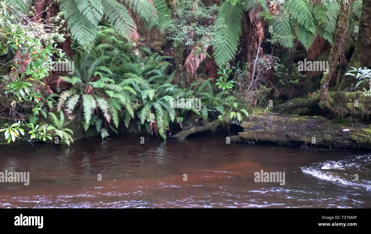 Überraschung Franklin River Fluss ein Nebenfluss in Tasmanien Stockfoto