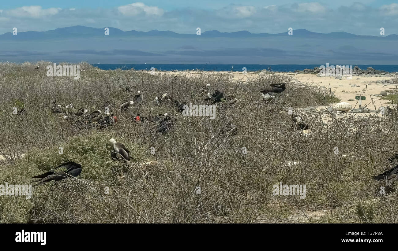 Weite Einstellung auf frigatebirds galalagos nisten in den Inseln Stockfoto