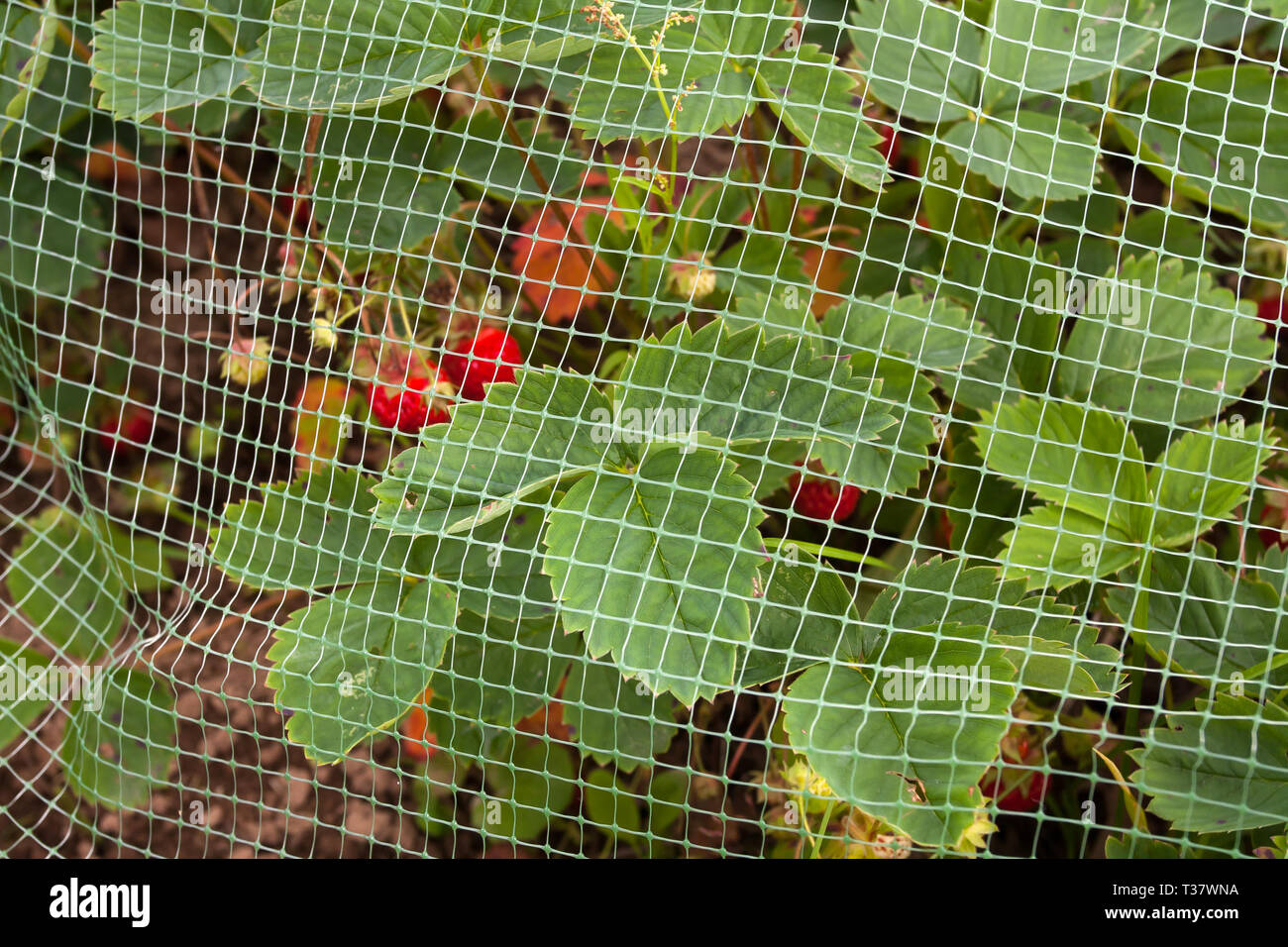 Erdbeeren mit Schutzgitter von Vögel fallen im Garten Stockfoto