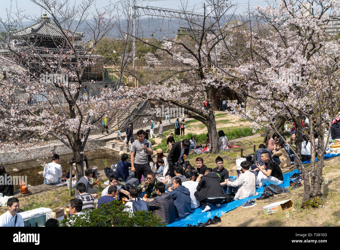 Menschen versammelt, die kirschblüten zu sehen, "Hana-mi', oder das traditionelle Picknick unter ihnen haben in der warmen Frühlingssonne an Shukugawa, in der Nähe der Nishinomiya in Japan. Ein beliebter Aussichtspunkt, mit einer Reihe von Cherry Blossom Bäume auf beiden Seiten des Flusses. Stockfoto