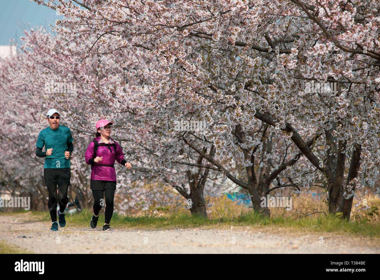 Nisshin, Aichi, Japan. 7 Apr, 2019. Ein Paar gesehen, die letzten Kirschblüten im Park in Japan die Kirschblüte auch bekannt als Sakura in Japan normalerweise Peaks im März oder Anfang April im Frühjahr. Credit: Takahiro Yoshida/SOPA Images/ZUMA Draht/Alamy leben Nachrichten Stockfoto