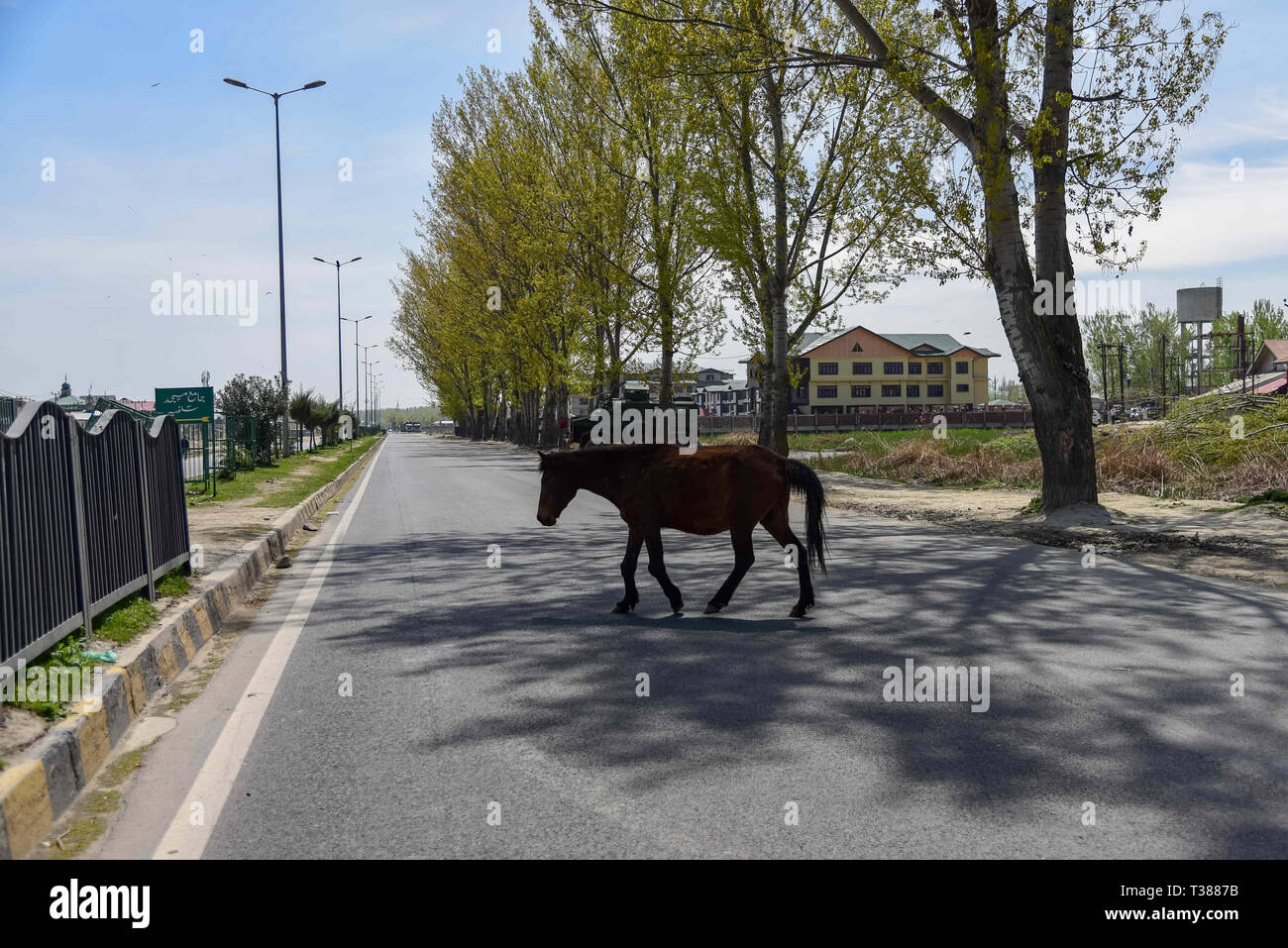 Srinagar, Kashmir. 7 Apr, 2019. Ein Pferd gesehen das National Highway Kreuzung am Stadtrand von Srinagar. Die indischen Behörden am Mittwoch, den 3. April verboten zivilen Verkehr Bewegung auf der Autobahn Jammu-Srinagar Sonntags und Mittwochs von 4:00 bis 17:00 Uhr die Sicherheit des indischen Sicherheit Konvois, um sicherzustellen, dass nach einem Selbstmordattentat auf indische Armee Konvoi in Pulwama am Donnerstag, dem 14. Februar die 50 indischen Armee Männer getötet. Kredit Idrees: Abbas/SOPA Images/ZUMA Draht/Alamy leben Nachrichten Stockfoto