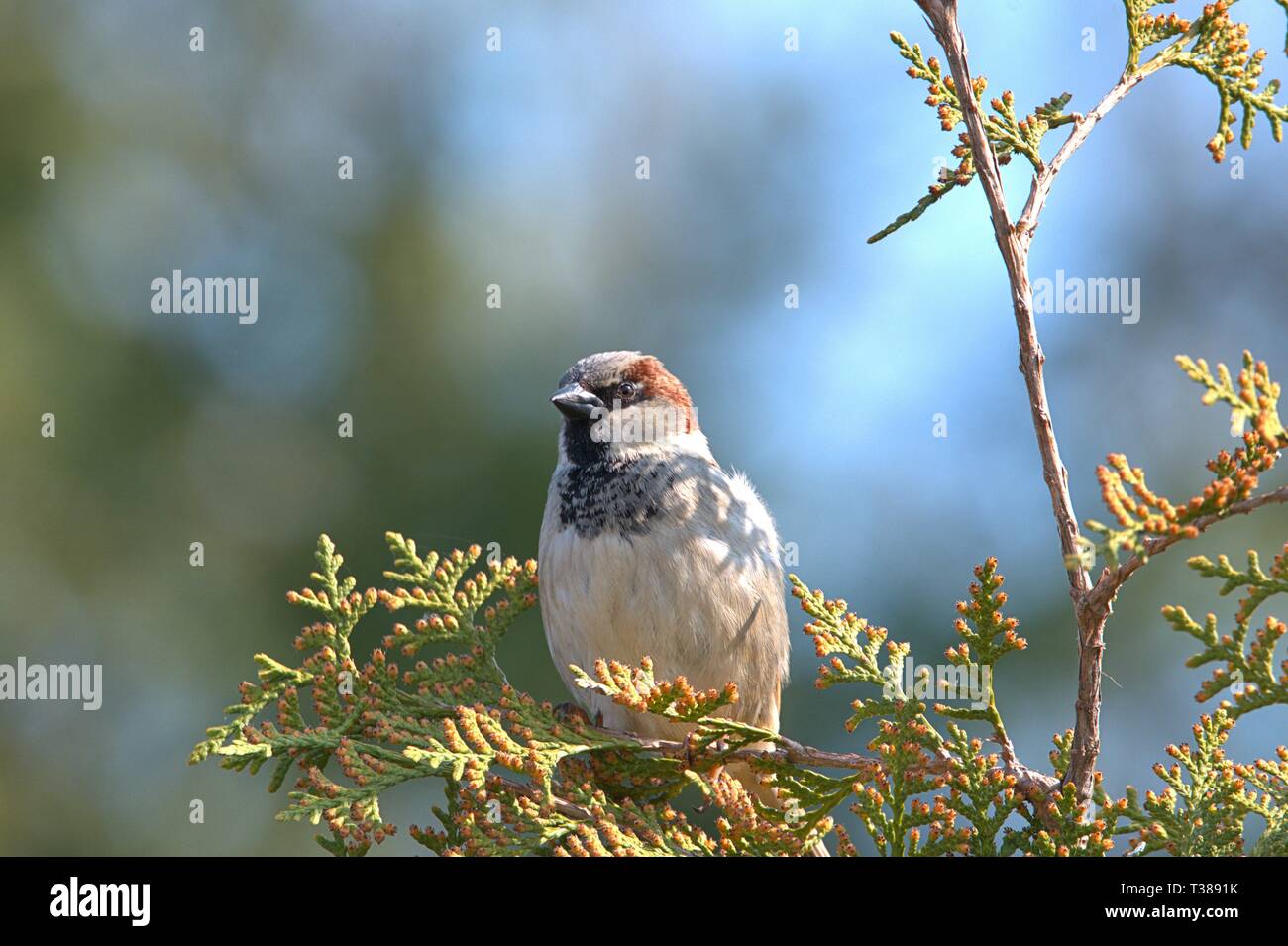 06.04.2019, ein Männchen Haussperling (Passer domesticus) sitzen auf dem Zweig eines Nadelbaum im Dorf Bergenhusen in Schleswig-Holstein. Ordnung: Passeriformes (Passeriformes), Unterordnung: Songbird (Passeri), Uberfamilie: Passeroidea, Familie: Spatzen (Gelbhalsmaus (Apodemus), Art: Passer, Art: Haussperling | Verwendung weltweit Stockfoto