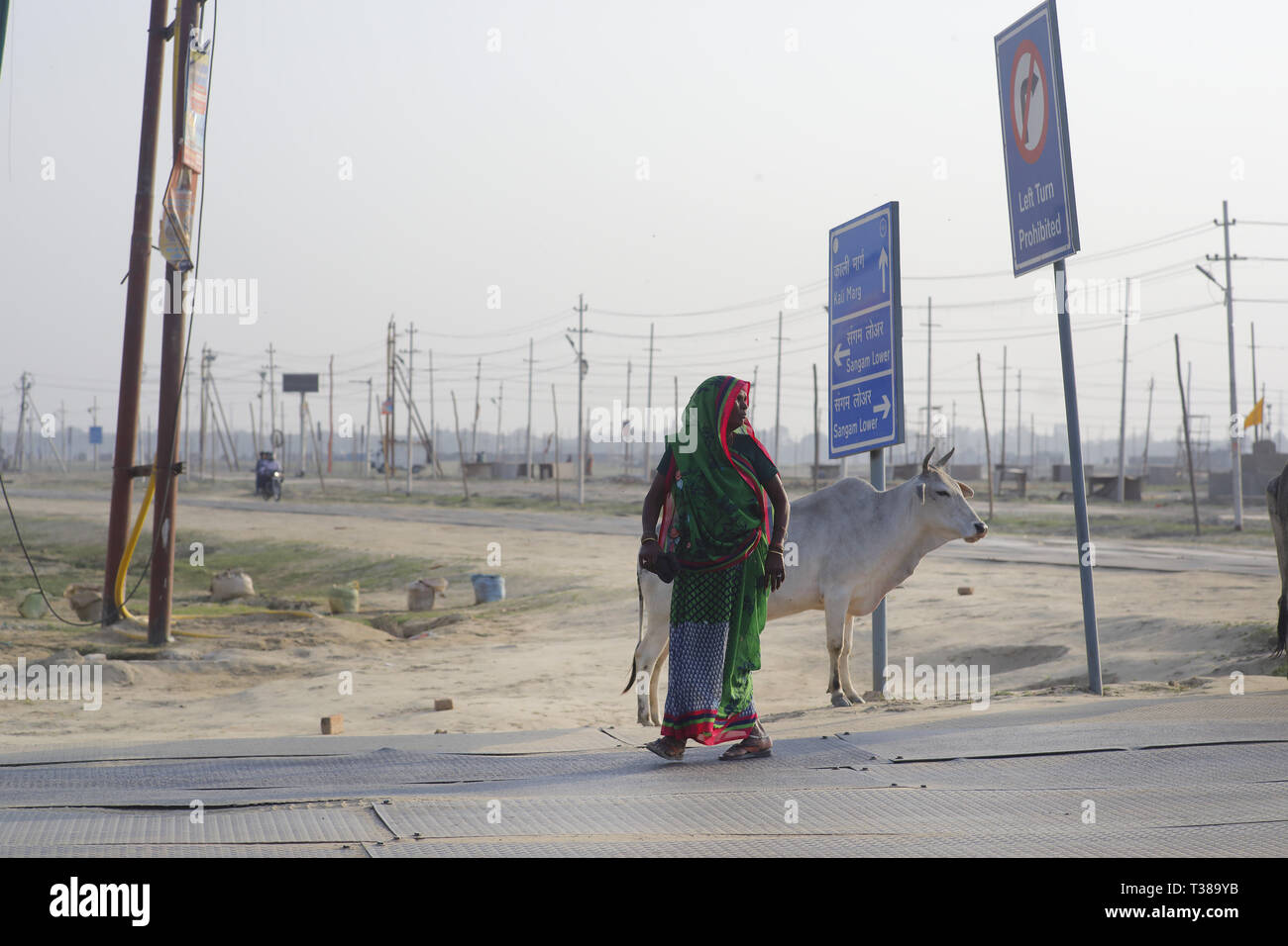 März 12, 2019 - Uttar Pradesh, Indien - 12. März 2019 - Uttar Pradesh, Indien. Streunende Kühe und Stiere Streifen entlang der Straßen und behindern den Verkehr führt zu Staus und Verkehrsunfälle ... Mit dem Höhepunkt des Wahlkampfes zu IndiaÃ • Wählen s nächste Ministerpräsident gerade erst im April 2019, stray Kuh Bedrohung entstanden ist, als die größte FarmerÃ • s Problem in vielen Teilen Indiens während dieser Wahlen Jahreszeit. . Von Haryana zu Uttar Pradesh nach Rajasthan, ländlichen Indien unter dem Schnee balling stray Kuh Bedrohung ist. Die Genese des Problems, ist die Klemme nach unten auf die illegale Schlachtung Häuser durchgesetzt Stockfoto