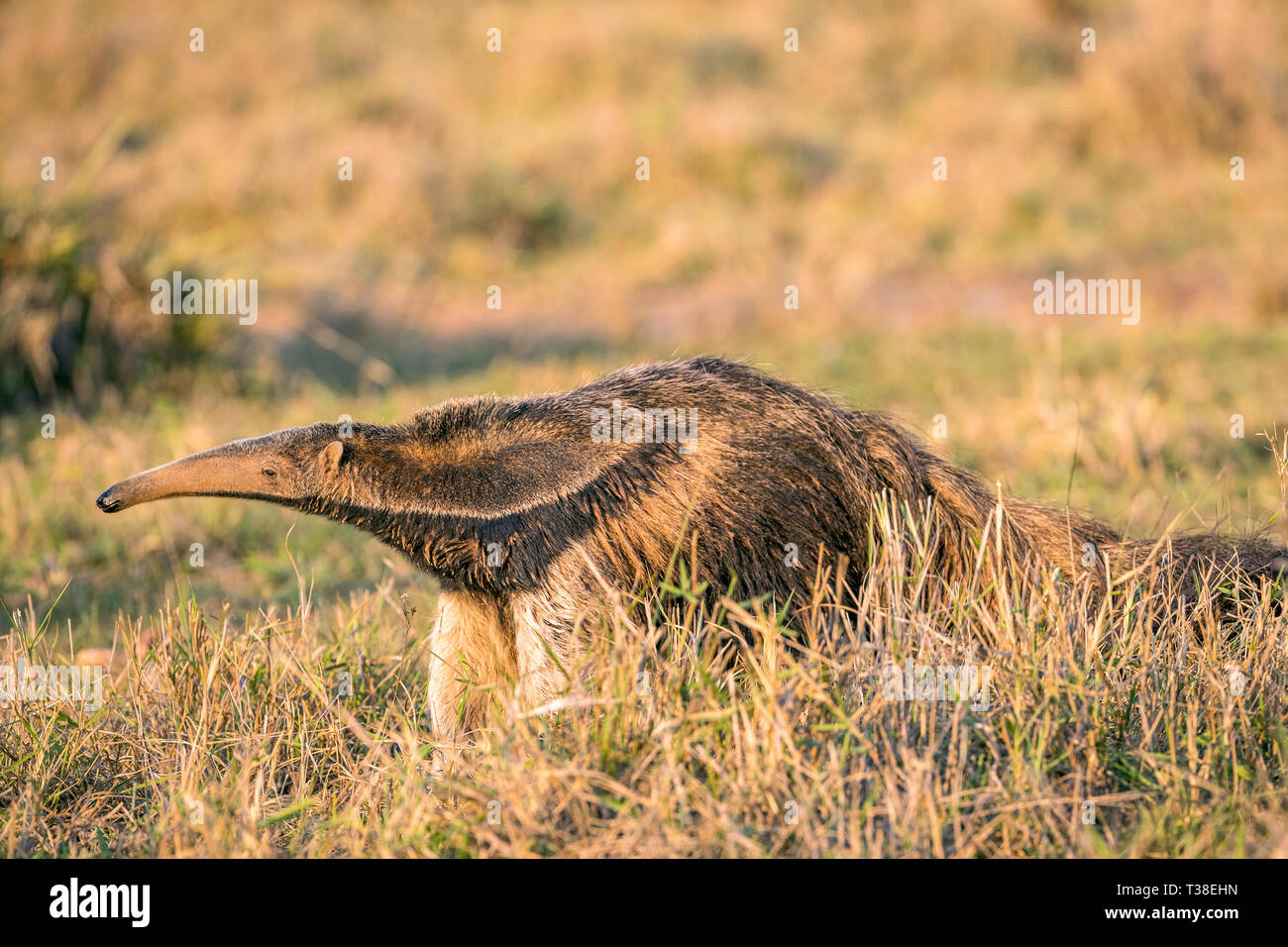 Großer Ameisenbär Myrmecophaga Tridactyla, Bonito, Mato Grosso do Sul, Brasilien Stockfoto