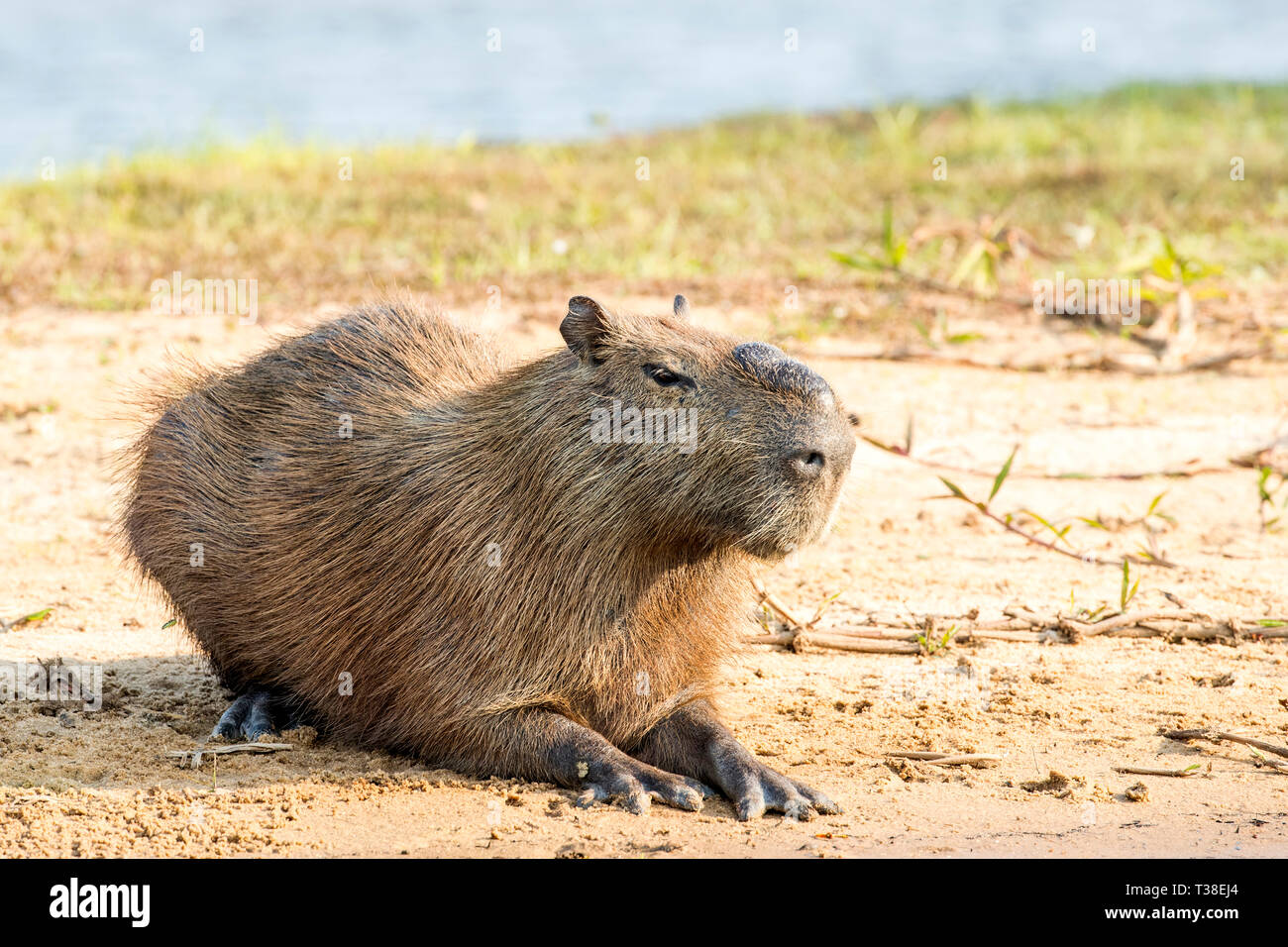 Männliche Capybara, Hydrochoerus hydrochaeris, Pantanal, Mato Grosso do Sul, Brasilien Stockfoto