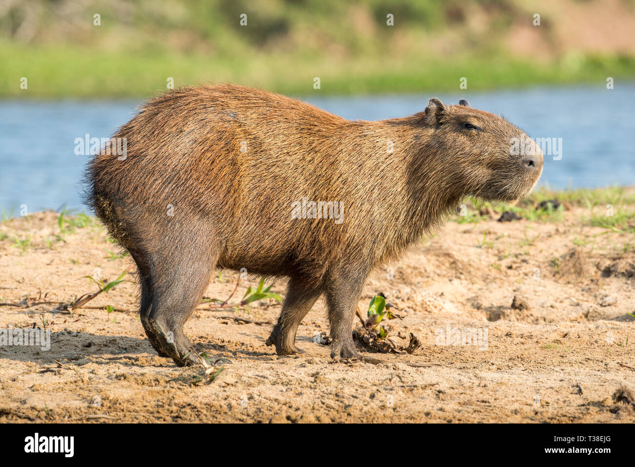 Weibliche Capybara, Hydrochoerus hydrochaeris, Pantanal, Mato Grosso do Sul, Brasilien Stockfoto