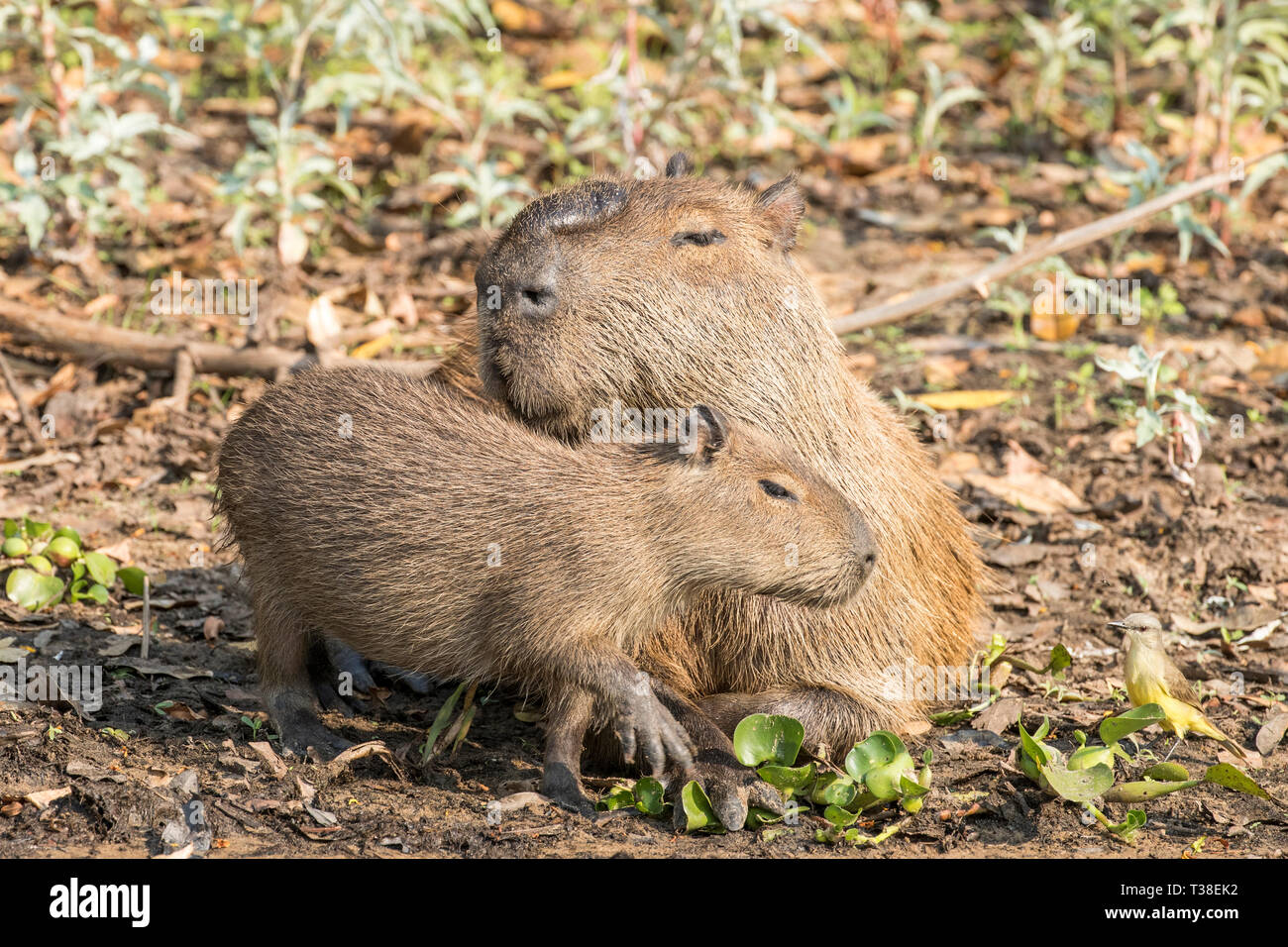 Capybara männlich mit Junge, Hydrochoerus hydrochaeris, Pantanal, Mato Grosso do Sul, Brasilien Stockfoto