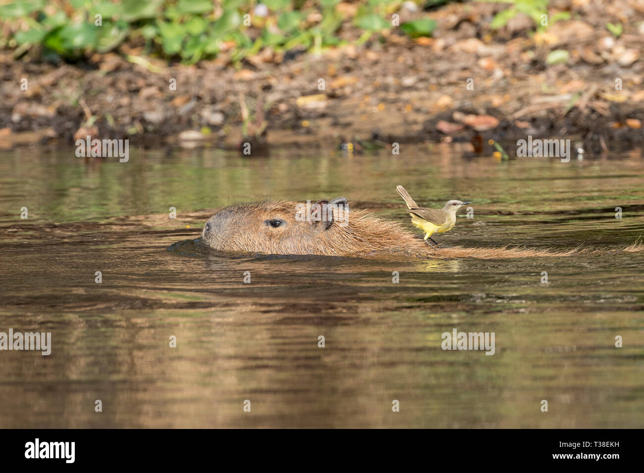 Weibliche Capybara, Hydrochoerus hydrochaeris, Pantanal, Mato Grosso do Sul, Brasilien Stockfoto