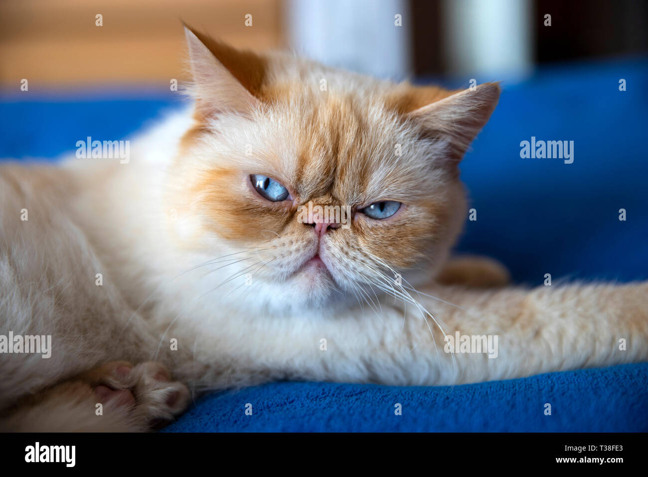 Schließen Sie herauf Bild einer Hauskatze mit einem leicht mürrischen Ausdruck Stockfoto