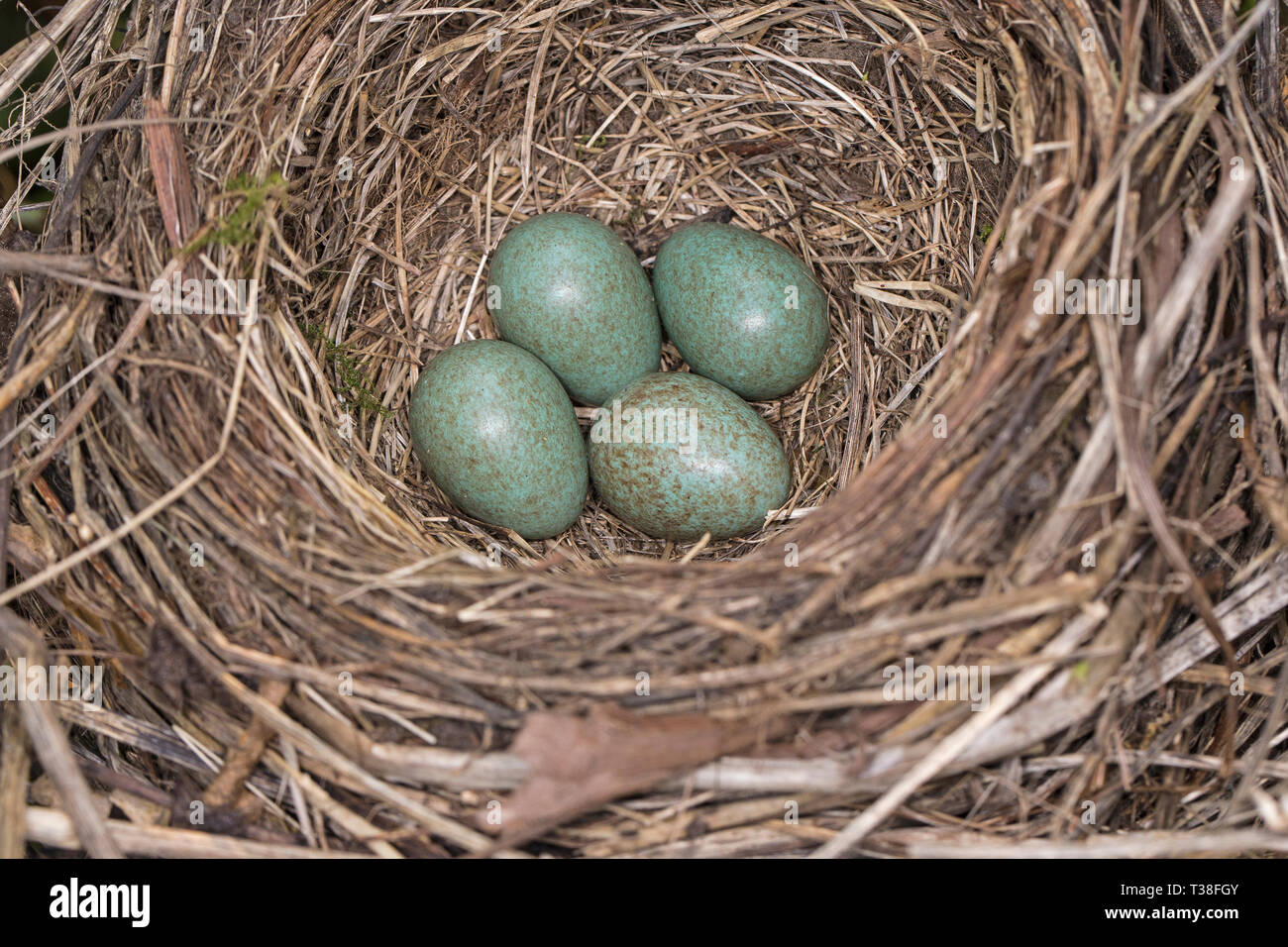 Nest der Eurasischen Amsel (Turdus merula) mit 4 Eiern, Cambridgeshire, England Stockfoto