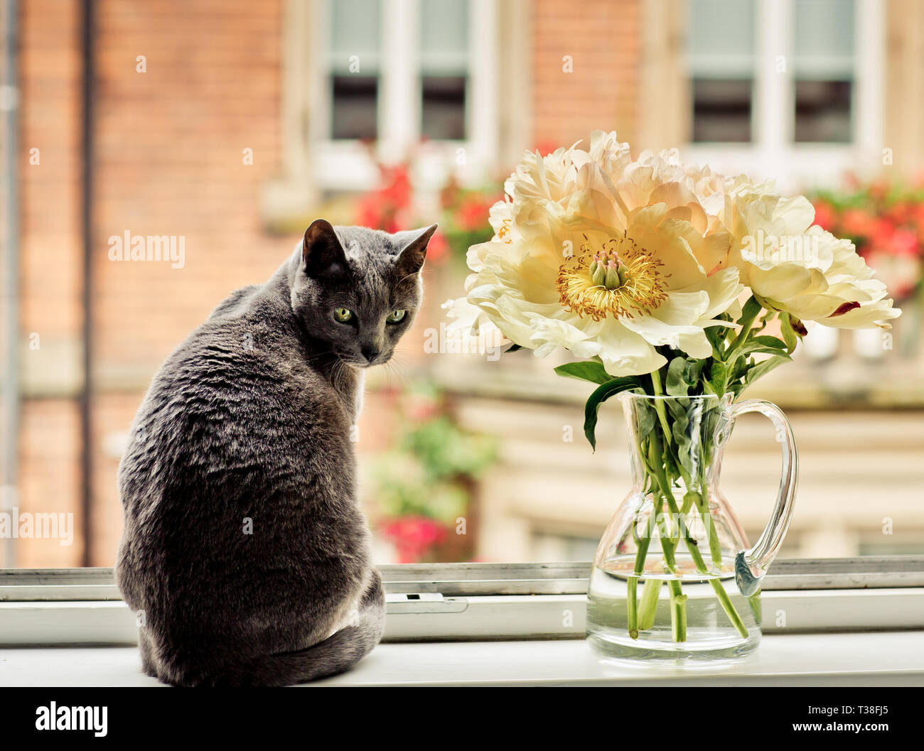 Katze in Fenster mit Blumen Stockfoto