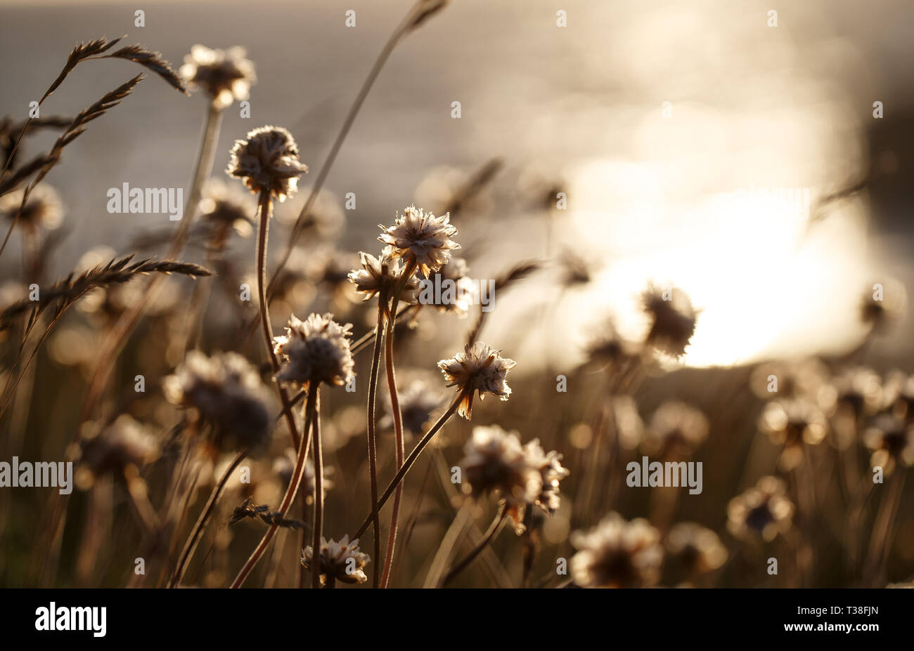 Reedgras am Meer Stockfoto