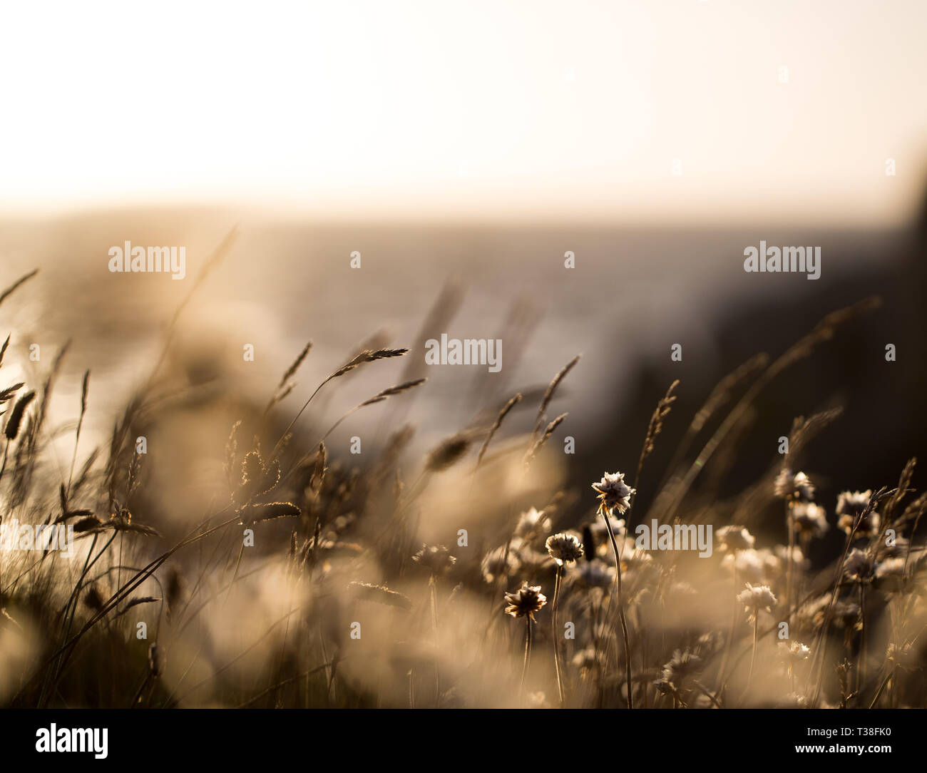 Reedgras am Meer Stockfoto