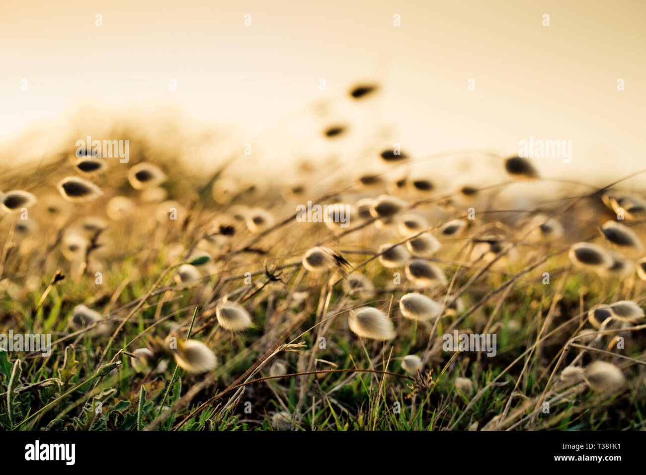 Reedgras am Meer Stockfoto