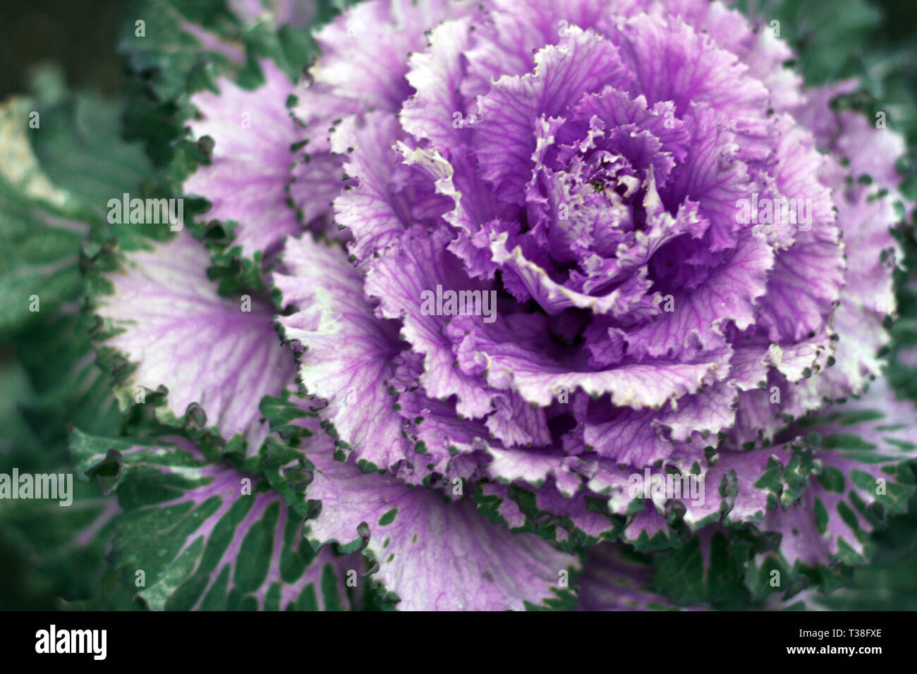 Dekorative dekorative Kohl schöne Makro. Lila proton trendy 2019 Farbe. Stockfoto