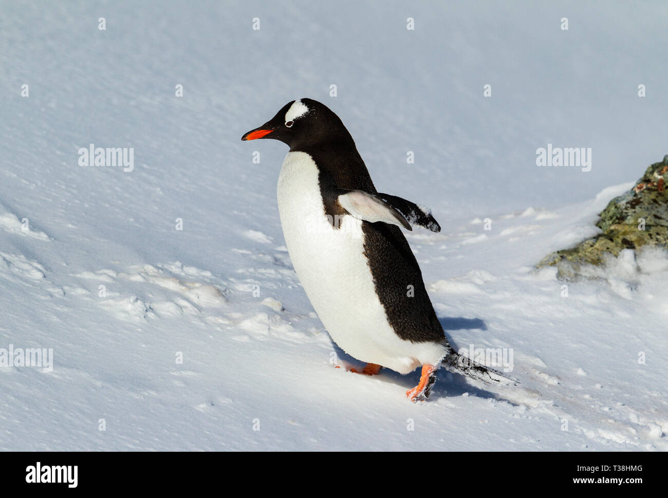 Ein Gentoo Pinguin, Antarktis. Stockfoto