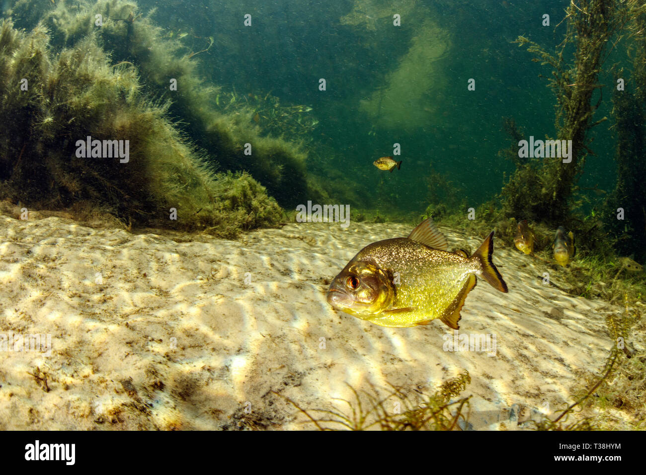 Gelbe König Piranha, Pygocentrus nattereri ternezi, Paraguay Fluss, Pantanal, Brasilien Stockfoto