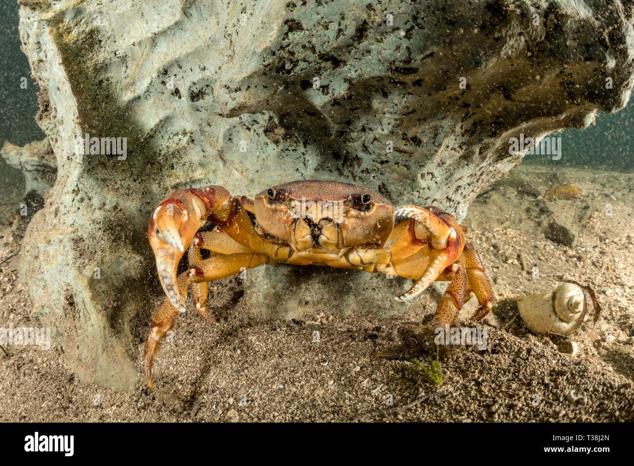 Süßwasser-Krabben, Sylviocarcinus Australis, Formoso Fluss, Bonito, Mato Grosso do Sul, Brasilien Stockfoto