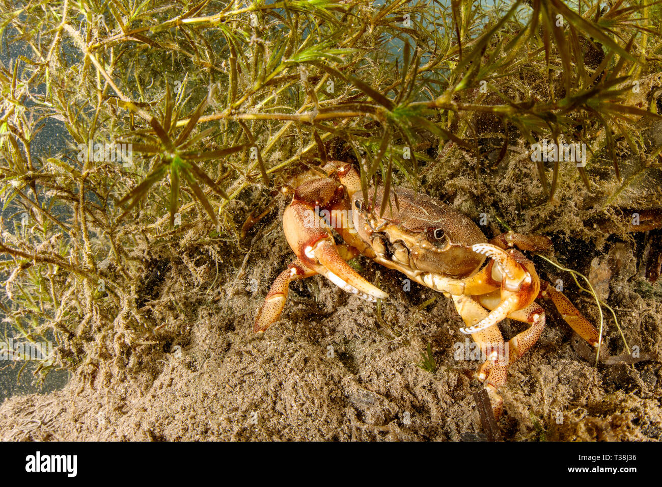 Süßwasser-Krabben, Sylviocarcinus Australis, Formoso Fluss, Bonito, Mato Grosso do Sul, Brasilien Stockfoto