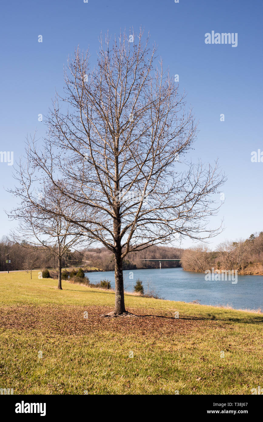 Das Melton Hill Damm wurde von TVA gebaut, um die Region zu Service. Es ist ein populärer Freizeit Website, aber es gibt die anhaltende Besorgnis über Verschmutzung. Stockfoto