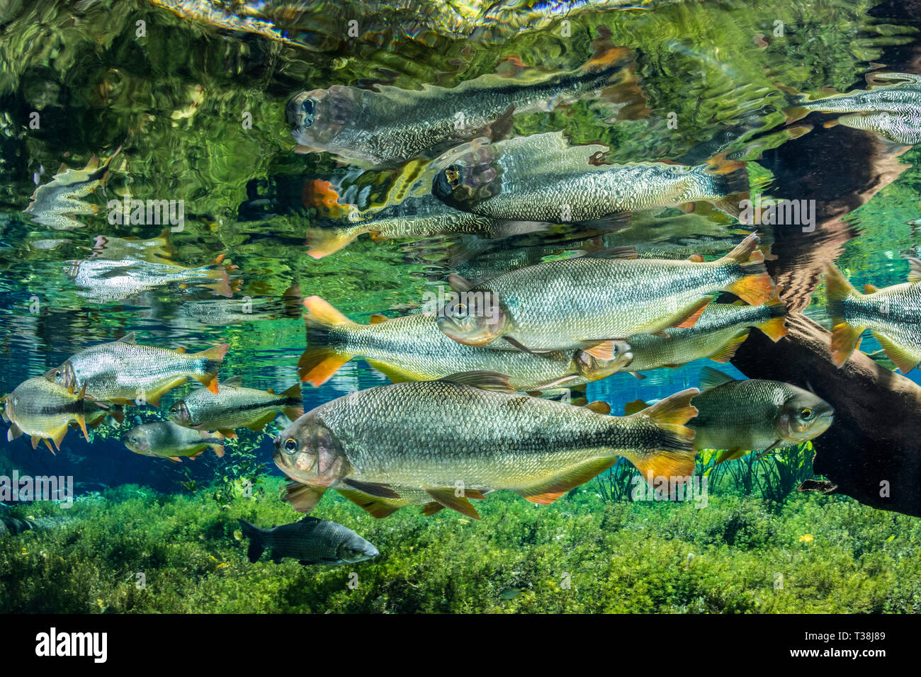 Von Piraputanga, Brycon Hilarii, Fischschwarm Aquario Natural, Bonito, Mato Grosso do Sul, Brasilien Stockfoto