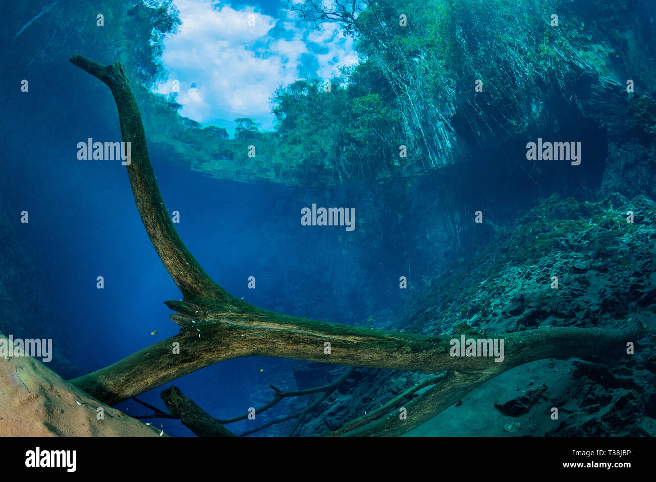 Impressionen in Lagoa Misteriosa Waschbecken Loch, Bonito, Mato Grosso do Sul, Brasilien Stockfoto