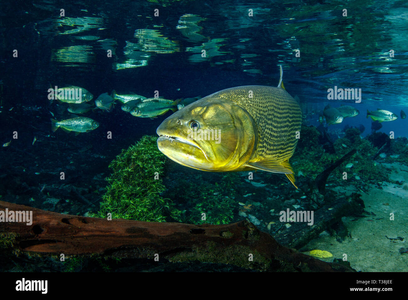 Süßwasser Dorado, Salminus brasiliensis, Rio da Prata, Bonito, Mato Grosso do Sul, Brasilien Stockfoto