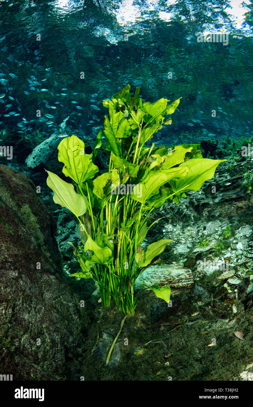 Unterwasser Pflanzen in Nascente Azul, Nascente Azul, Mato Grosso do Sul, Brasilien Stockfoto
