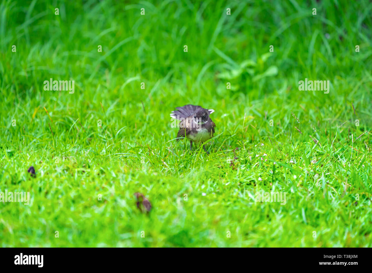 Malaysische Pied Fantail; schwarzer Vogel mit weißer Brust und Schwanz., leben in den Garten und Rasenfläche rund um Bangkok, oder Zentrum und Norden von Thailand. Stockfoto