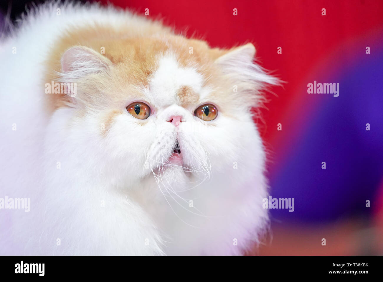 Perser Katze, orangen und weißen Fell mit gelben Augen und Haare. Stockfoto
