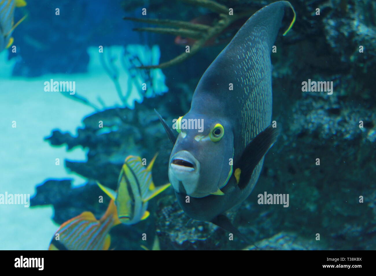 Fisch in die Kamera schaut Stockfoto
