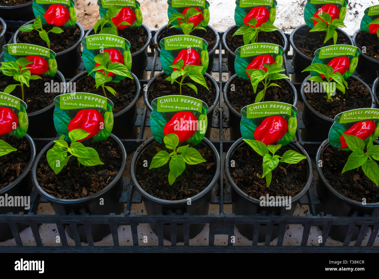 Gärtnerei Anzeige von jungen Pflanzen im Gewächshaus im frühen Frühjahr, Chili Scotch Bonnet Rot für den späteren Verkauf als Freilandpflanze Stockfoto