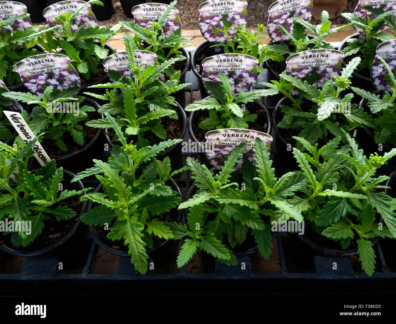 Gärtnerei Anzeige der junge Blume Pflanzen im Gewächshaus im frühen Frühjahr Eisenkraut Obsession twister Lila für den späteren Verkauf als Freilandpflanze Stockfoto