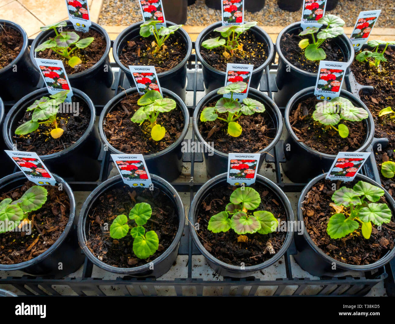 Gärtnerei Anzeige der junge Blume Pflanzen im Gewächshaus im frühen Frühjahr Geranien für den späteren Verkauf als Bettzeug Pflanzen, die zum Anpflanzen. Stockfoto