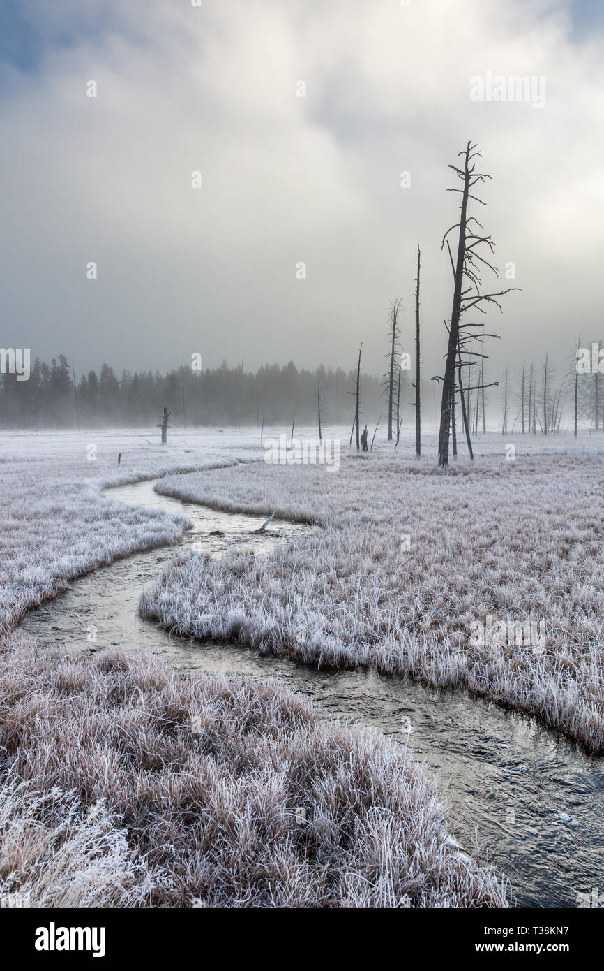 Frost und Nebel und tote Bäume gibt eine winterliche Atmosphäre zu verheddern Creek Stockfoto