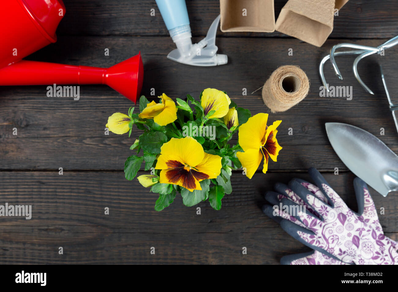 Gartengeräte und Pansy Anlage auf dunklem Hintergrund. Pflanzung Frühjahr Stiefmütterchen Blume im Garten. Frühling Garten Arbeit Konzept Stockfoto