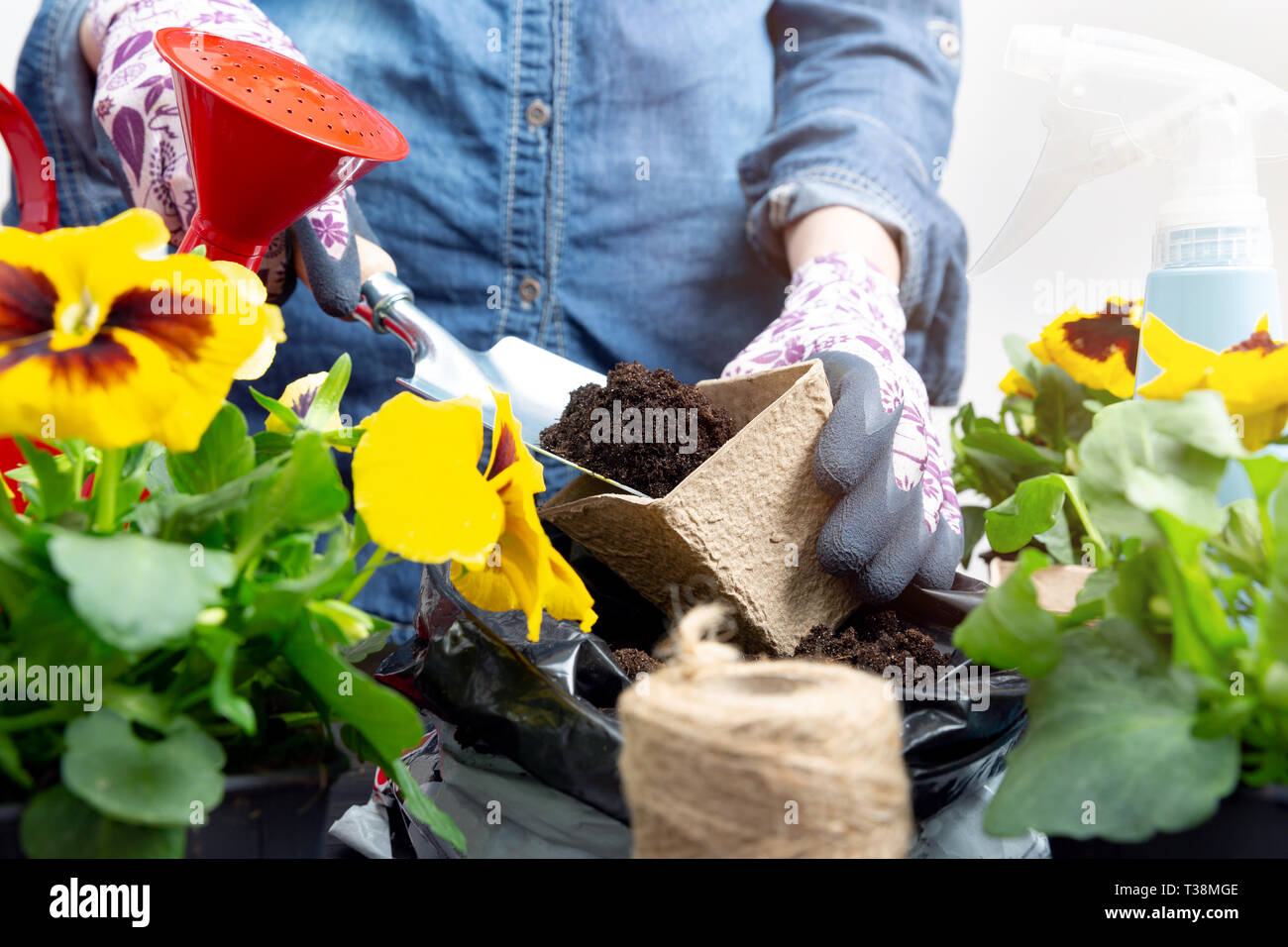Hände von Gärtner Frau die Erde in einen Blumentopf. Pflanzung Frühjahr Stiefmütterchen Blume. Gartenarbeit Konzept Stockfoto
