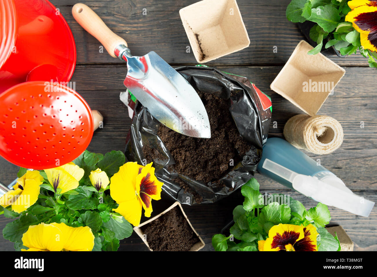 Gartengeräte und Pansy Anlage auf dunklem Hintergrund. Pflanzung Frühjahr Stiefmütterchen Blume im Garten. Frühling Garten Arbeit Konzept Stockfoto