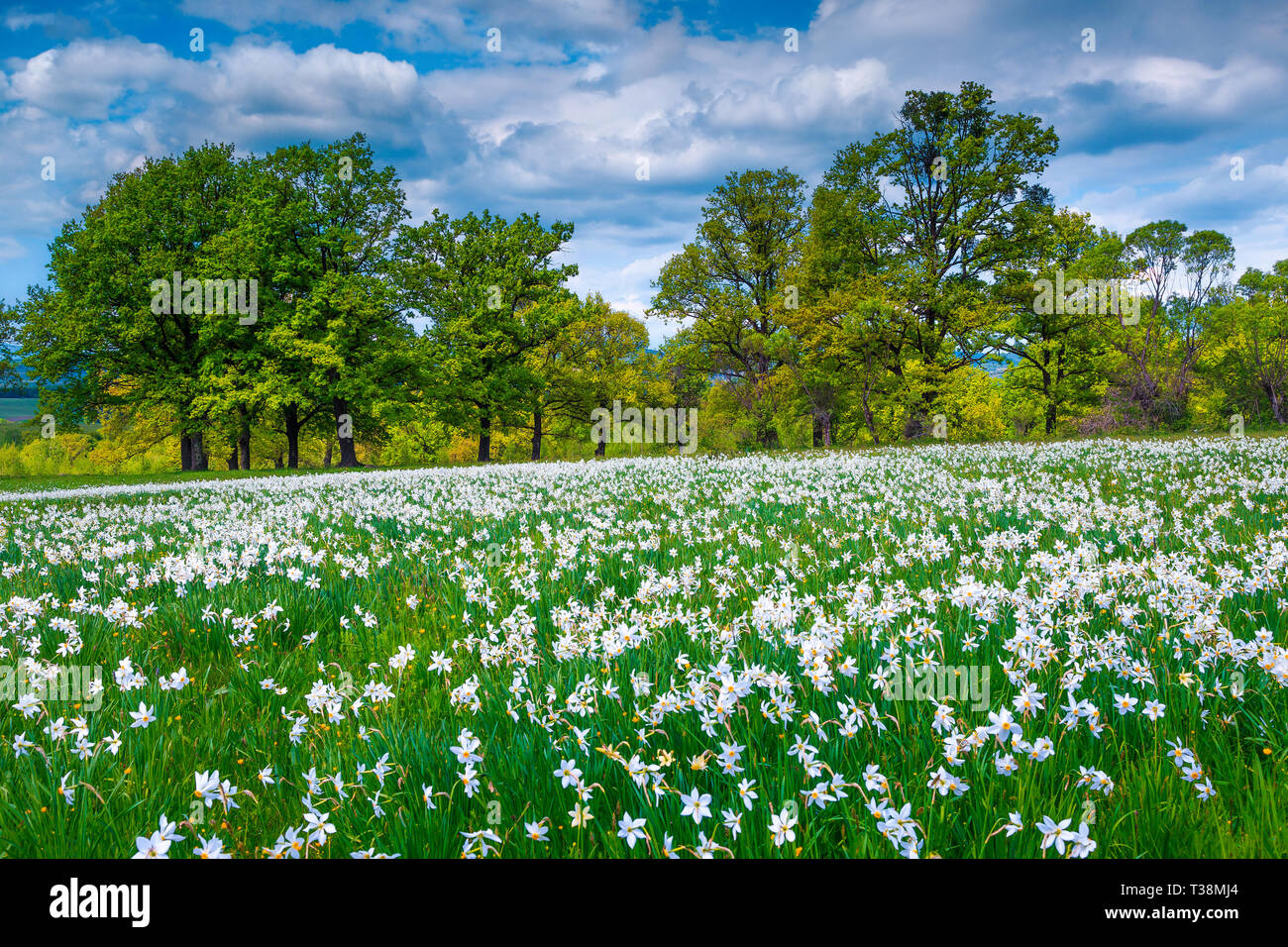 Atemberaubender Frühling blühenden Landschaft, herrliche Felder der Narzissen und spektakuläre blumig Lichtung im Wald, Siebenbürgen, Rumänien, Europa Stockfoto