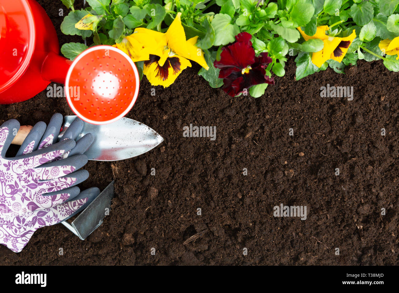 Gartengeräte auf Boden Hintergrund. Pflanzung Frühjahr Stiefmütterchen Blume im Garten. Frühling Garten Arbeit Konzept Stockfoto