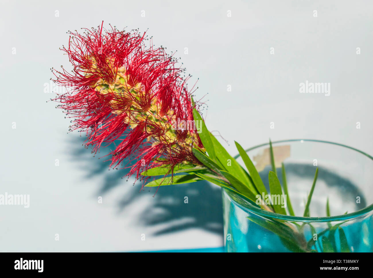 Nahaufnahme von roten Schöne callistemon Blume, flaschenbürste Werk in ein Glas. Stockfoto