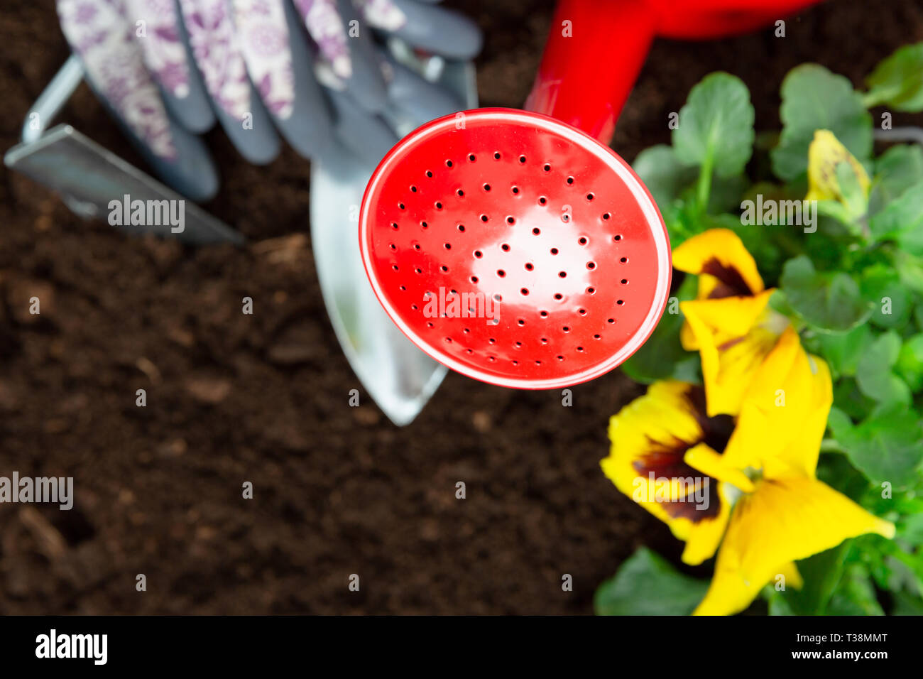 Gartengeräte auf Boden Hintergrund. Pflanzung Frühjahr Stiefmütterchen Blume im Garten. Frühling Garten Arbeit Konzept Stockfoto